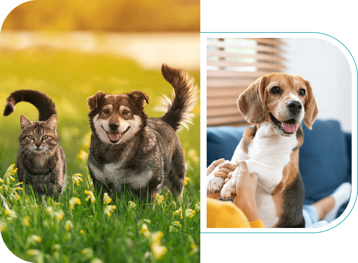 A cat and a dog walk in a grassy field on the left. On the right, a beagle sits indoors, looking at the camera, while a person holds its paws.