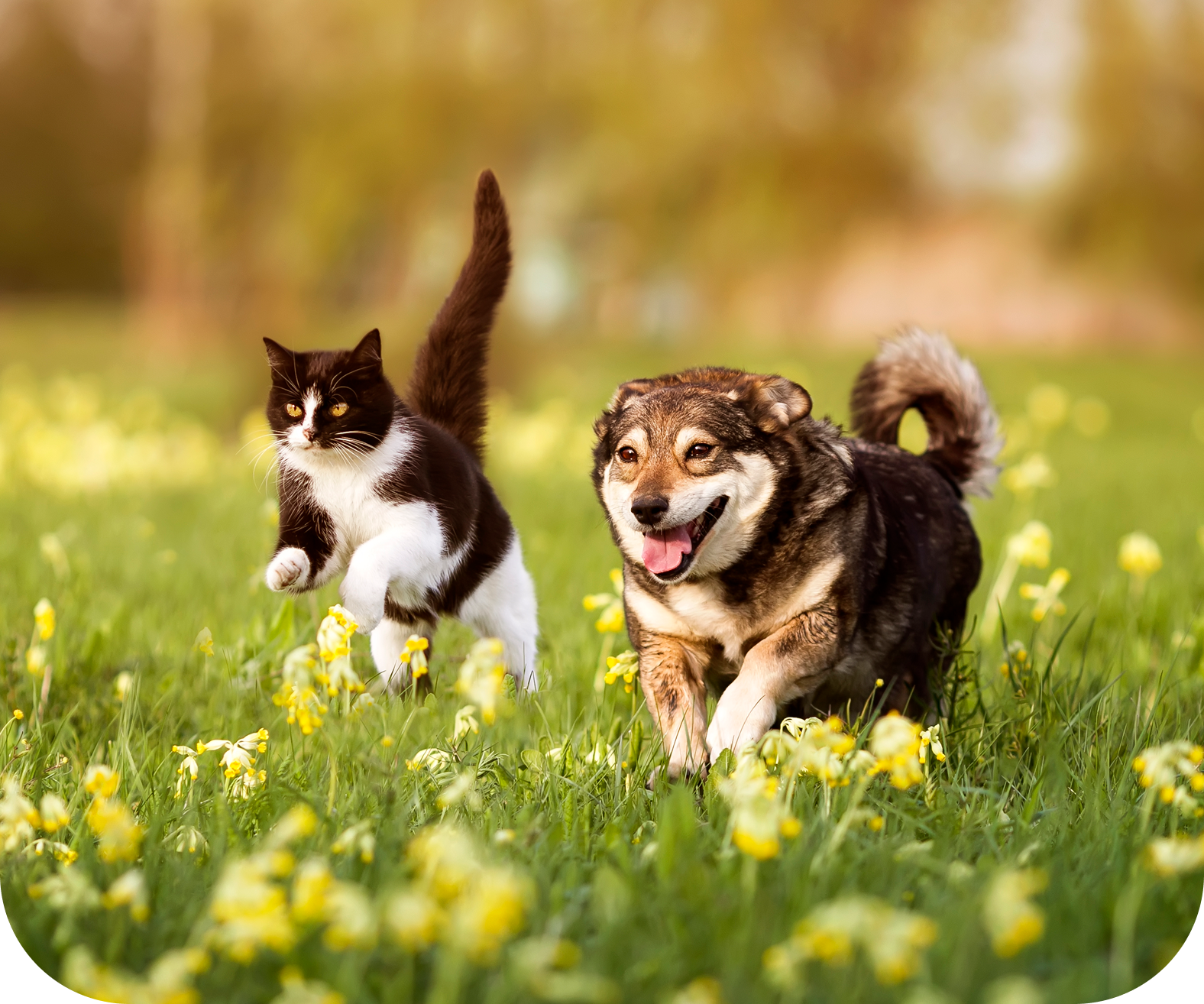 Rectangle 10 A black and white cat and a brown dog run joyfully through a field of yellow flowers on a sunny day.