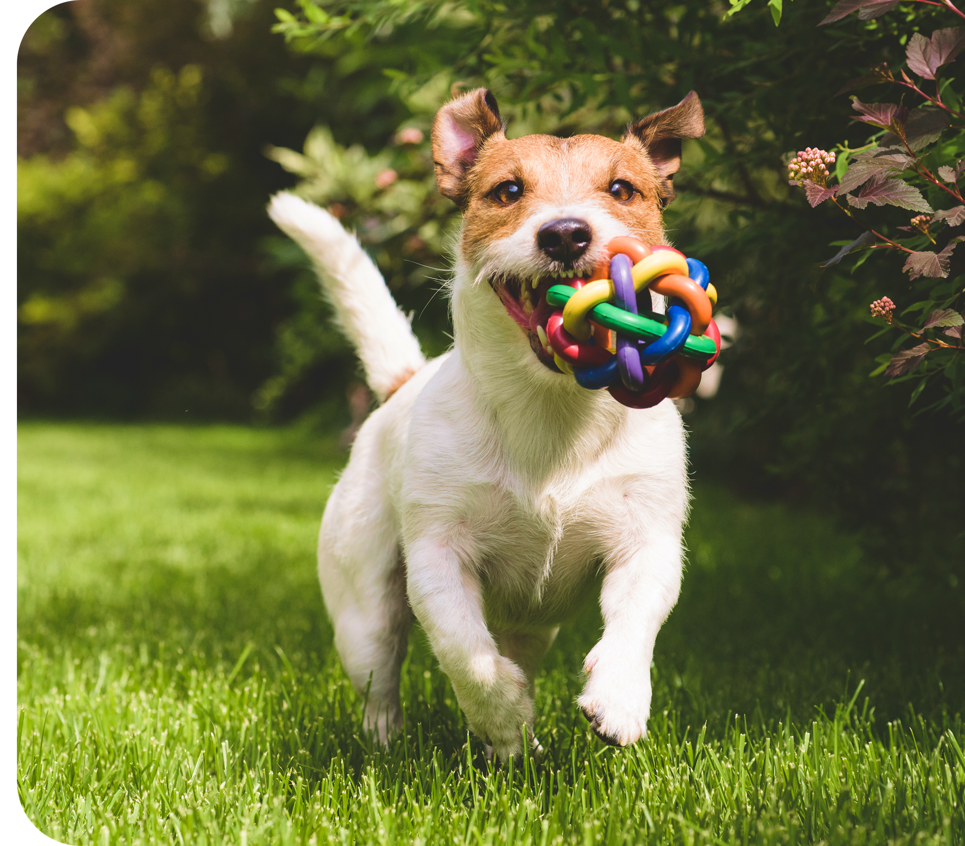 hero A dog runs on grass holding a colorful rubber ball toy in its mouth.