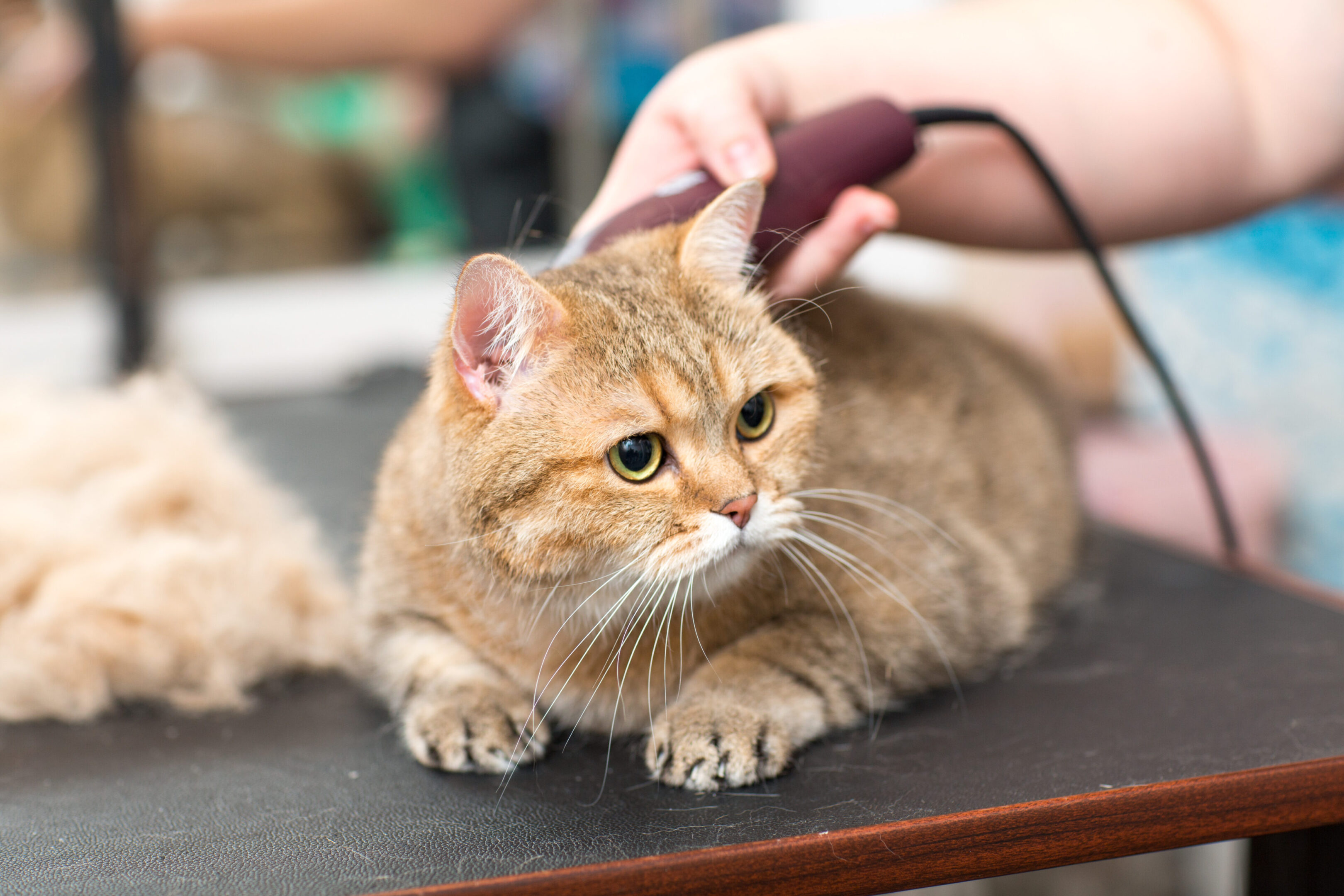 The cat is combed and sheared in the hairdresser for animals. Pet grooming.