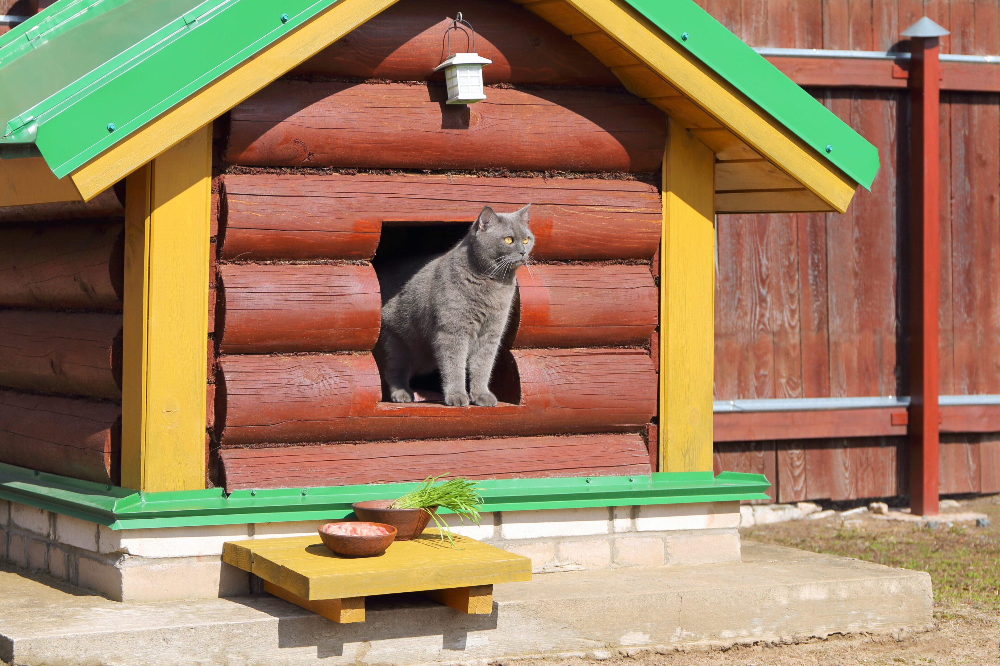 Gray cat looks out from a log hut where a tray of food is standing in front of it.